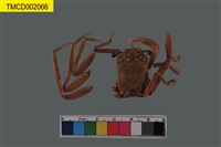 藏品(東方人面蟹)的圖片